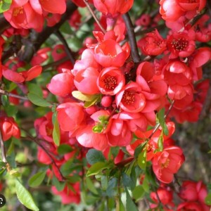 Айва японская Симони