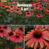 Комплект 5шт / Эхинацея Мама Миа: фото и описание