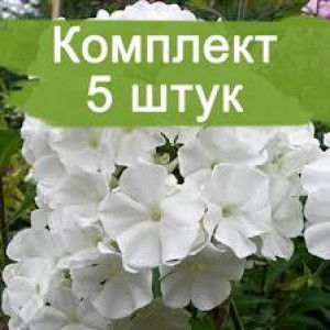 Комплект 5шт / Флокс Вайт Спарр ( White Sparr) (Предзаказ)