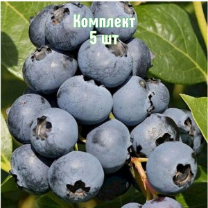 Комплект 5шт / Голубика Сиерра