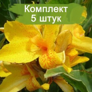 Комплект 5шт / Канны Луи Коттон (Предзаказ)