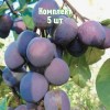 Комплект 5шт / Слива Витебская поздняя: фото и описание