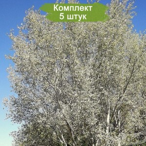 Комплект 5шт / Тополь Белый (серебристый) (Предзаказ)